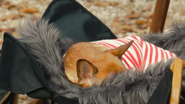 Puppy Nestled in a Cozy and Fluffy Blanket