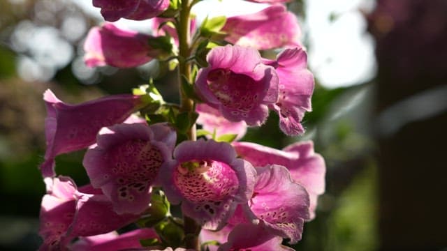 Serene Garden with Blooming Foxgloves