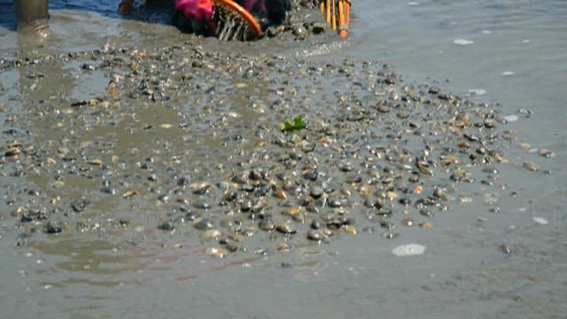 Person collecting seashells at low tide