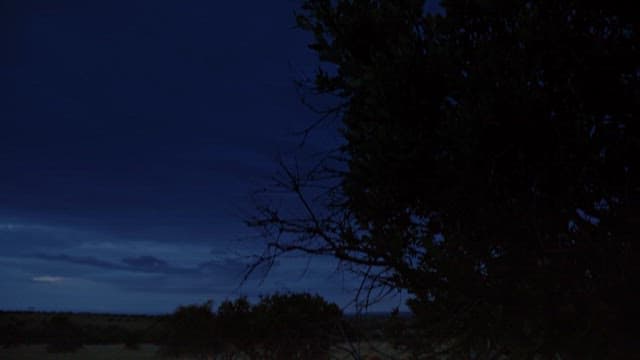 Lion Resting in the Twilight Savannah