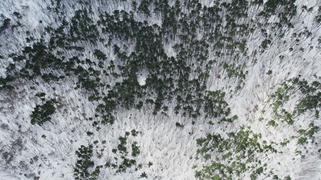 Tree Forest Covered with Snow in Winter
