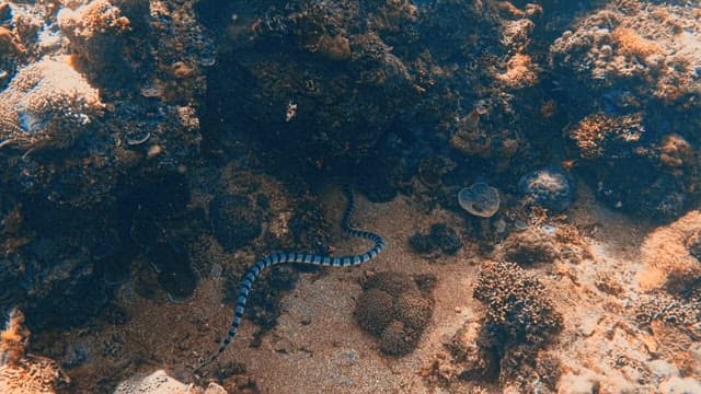 Sea snake navigating through coral reefs