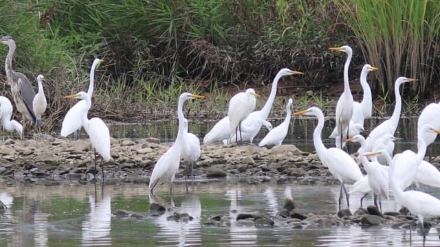 Flock of egrets gathered near a serene lakeside