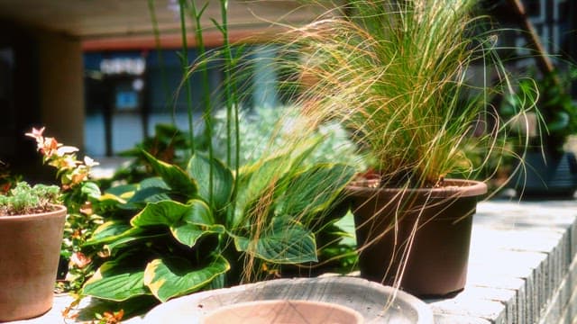 Potted Plants Basking in Sunlight
