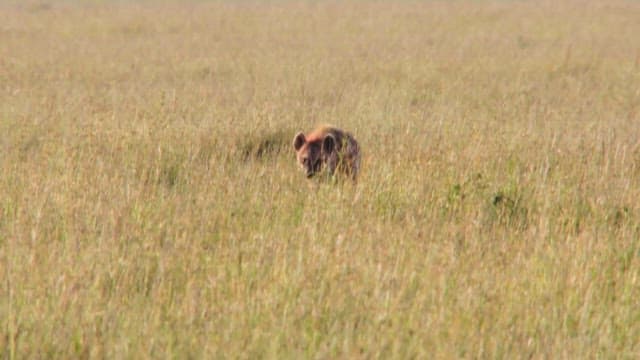 Hyena Walking Carefully in the Grassland
