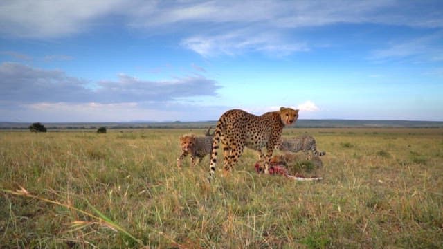 Cheetahs in theSavannah Eating Prey