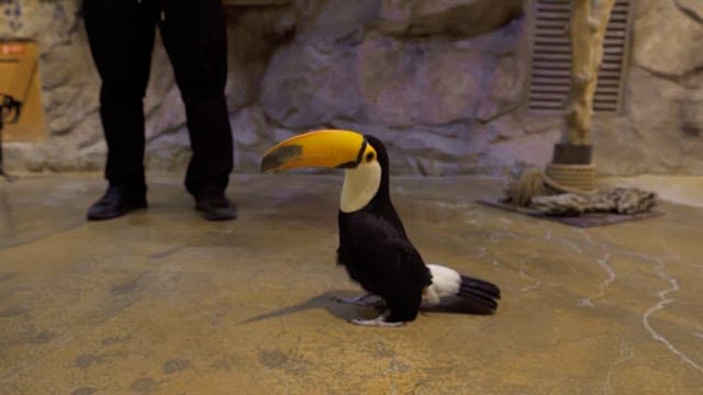 Toucan stands on the ground indoors beside the legs of a person