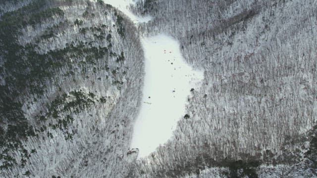 Desolate Tree Forest Covered with Snow in Winter