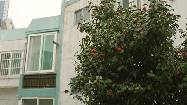 Camellia trees blooming in old residential areas