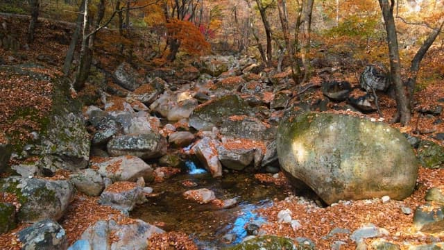 Autumn forest with a stream running through rocks