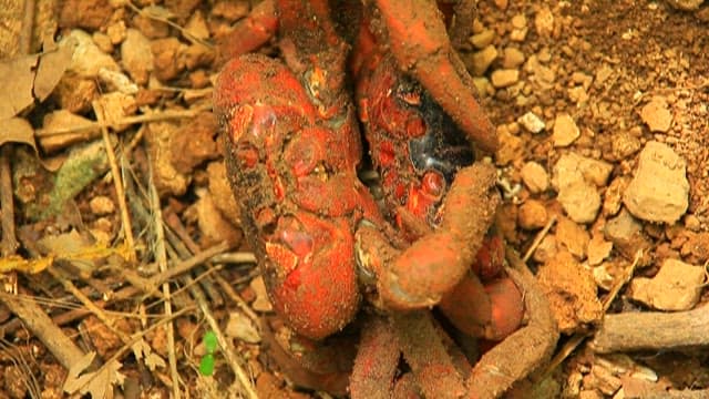 Red Crab Wandering in a Natural Habitat