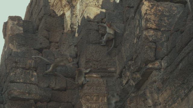 Monkeys Playing on a Stone Structure in Ancient Temple