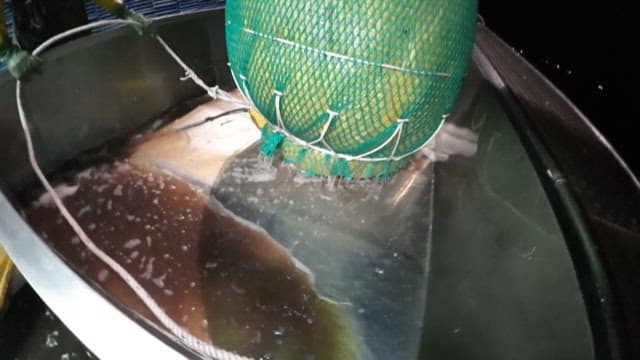 Pouring Fresh Anchovies into Processing Bin at Facility