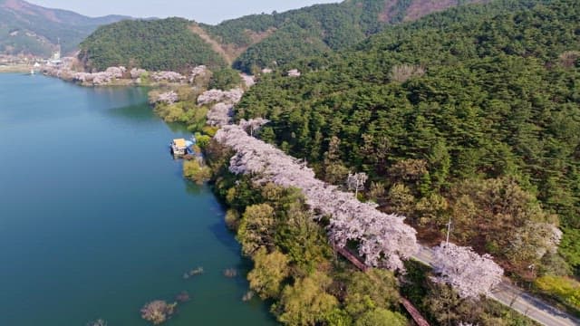 Cherry blossom trees along a lakeside road