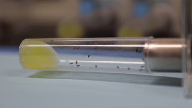 Observing Fruit Flies in a Test Tube