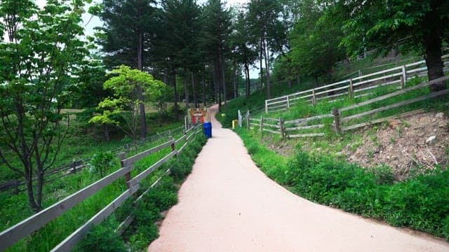 Path in the forest with fencing on both sides