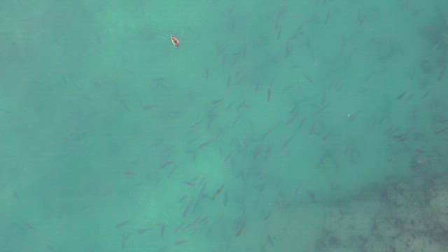 School of fish and duck swimming in clear water