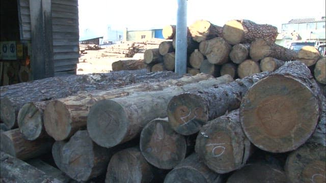 Logs stacked in a woodworking shop for processing