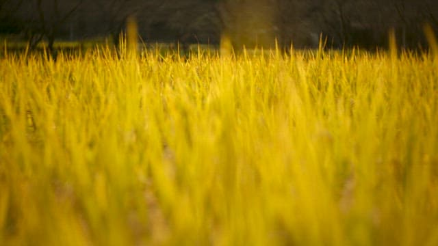 Vibrant Golden Field of Grass