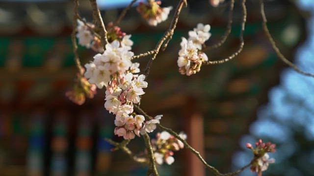 Cherry Blossoms Blooming by Traditional Architecture