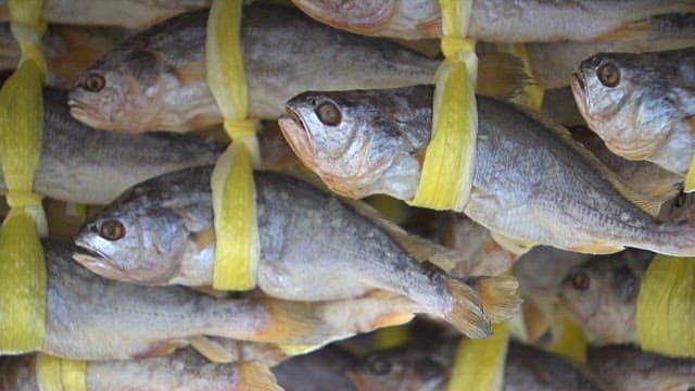 Dried yellow corvina tied with yellow strings and dried