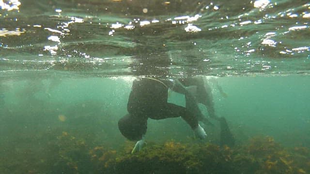 Female diver collecting seafood in the shallow sea