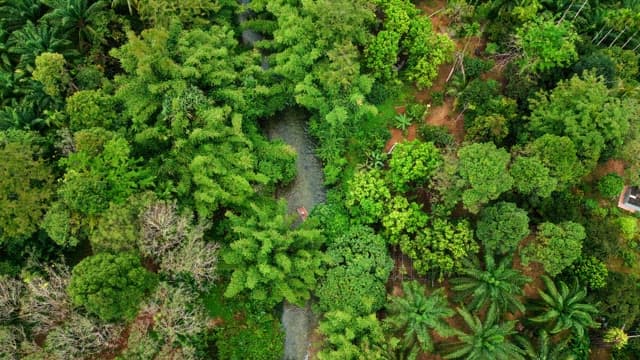 Lush green forest with a river