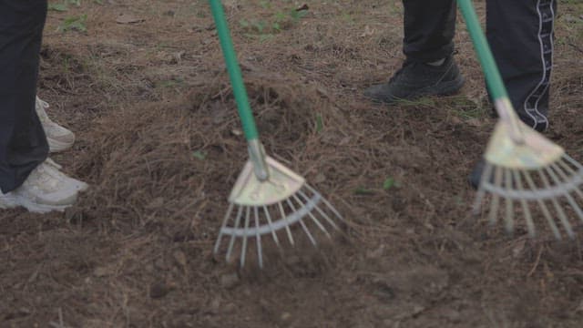 People Raking Dirt and Leaves with Rakes