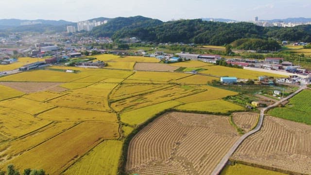 Expansive golden rice fields with distant hills