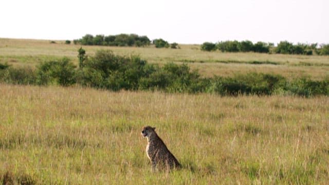 Cheetahs Resting in the Savanna