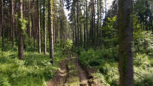 Trail through a dense forest during daytime