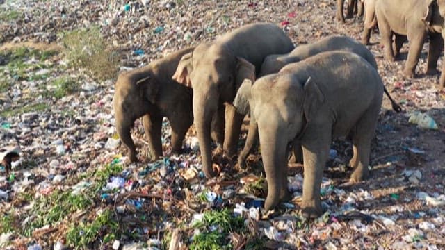 Elephants amidst a large garbage dump
