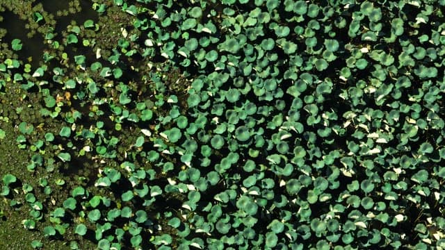 Lush pond filled with green lily pads