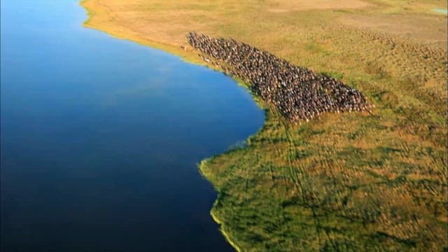 Aerial View of a Large Wildebeest Herd by Water