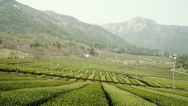 Lush Green Tea Plantation with Mountain Backdrop