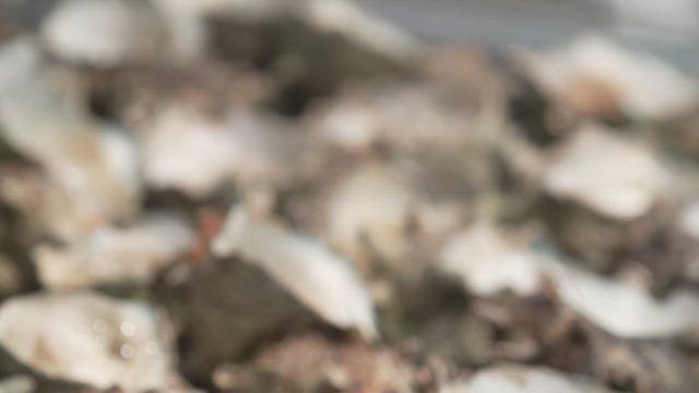 Grilling conches on a grill