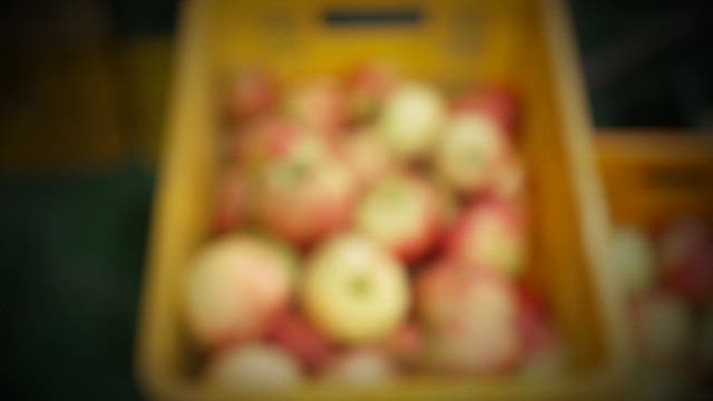 A basket of freshly picked apples in a yellow crate