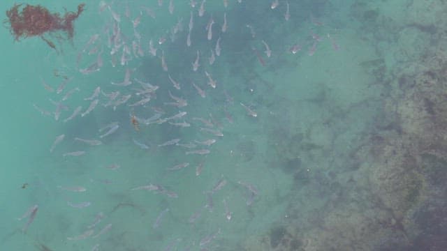 School of fish swimming in clear water
