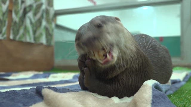 Otter enjoying a meal indoors