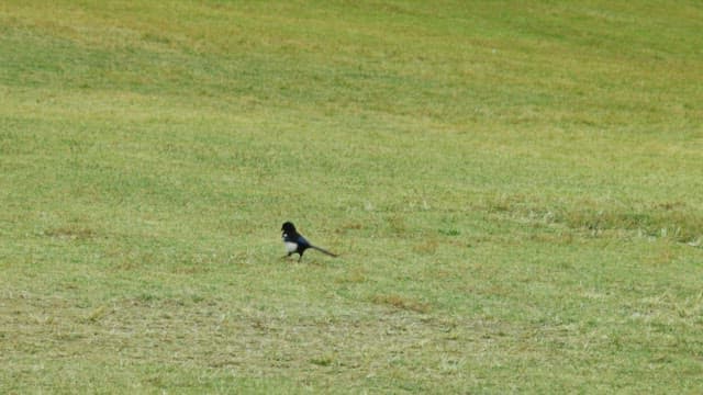 Magpie standing alone on a green field