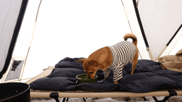 Puppy eating food inside a tent