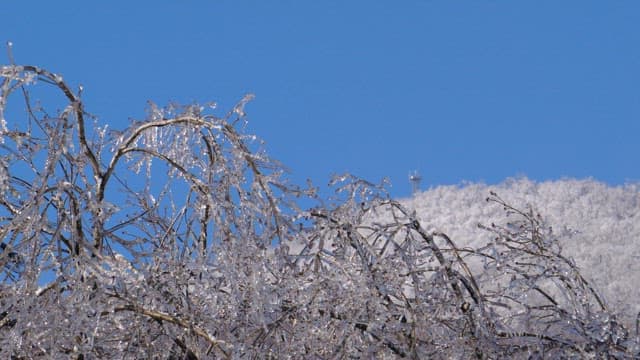 Icy Trees Against a Clear Blue Sky