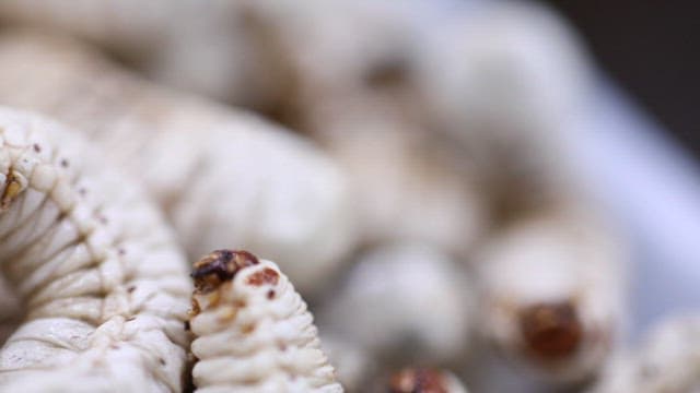 Dried and processed as food ingredients larvas