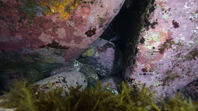 Person trying to catch an octopus with a hoe