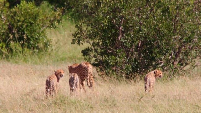 Cheetahs Strolling Through a Grassy Plain with Lush Shrubs