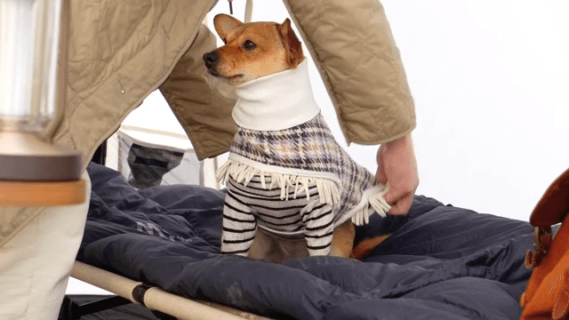 A dog in a striped sweater inside a tent.