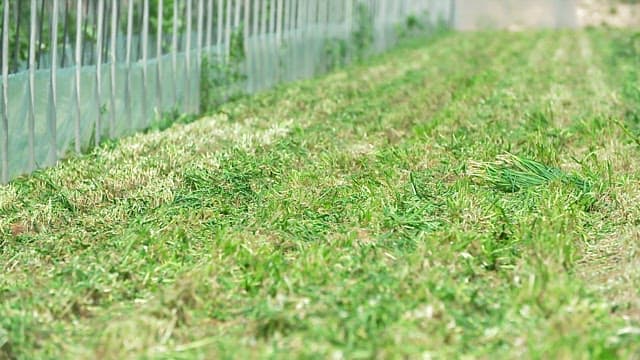 Chive field in a greenhouse with all the grass cut off