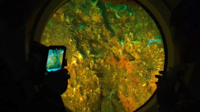 Observing Sea Life through a Submarine Window