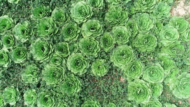 Vast, lush green spring cabbage field