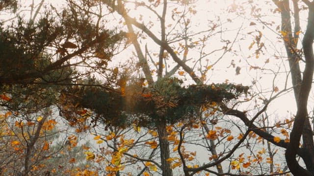 Sunlight Filtering Through Autumn Trees